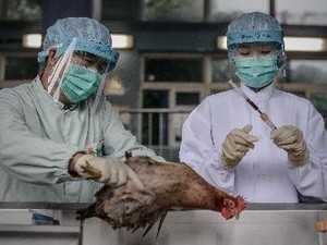 ករណីផ្ទុកមេរោគ H7N9 ត្រូវស្លាប់នៅចិនបានកើនឡើង ២០ នាក់