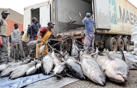 印尼敦促全球合作打击非法捕鱼