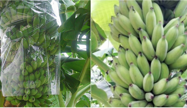 芹苴市学生以香蕉皮成功配制用于保存蔬果的生物制品