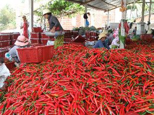 今年越南多地辣椒价格大幅下跌