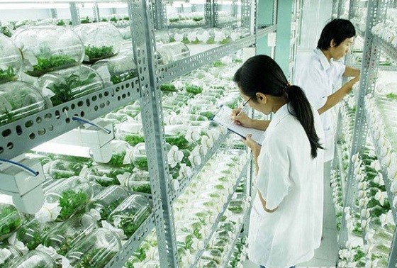 越南有关部门讨论推动应用高科技农业发展的措施