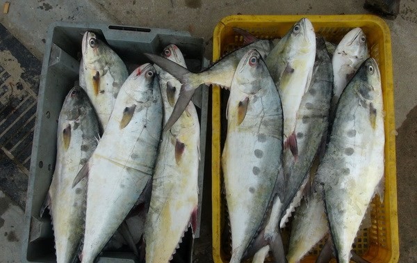 越南面向发展可持续和负责任渔业