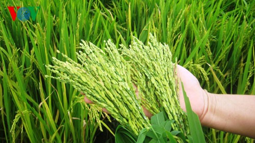 太平省发展农业经济