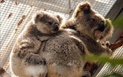 澳大利亚将拨款3000多万美元用于恢复受大火影响的野生动植物种群