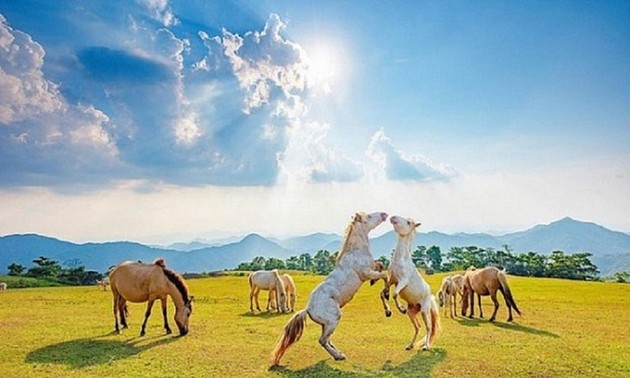 谅山丘星草原的“白马”