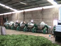 Vietnamese tea industry aims to raise product quality