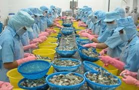 Vietnam shrimp exporters determined not engaged in dumping   