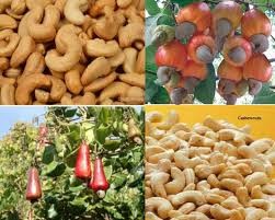 Vietnam ranks 1st  in cashew nut export for 8 years in a row