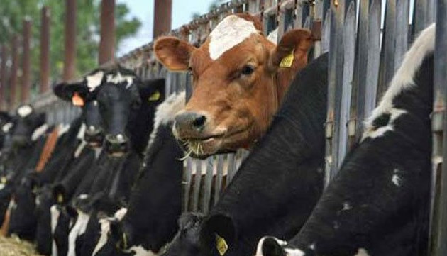 Australian cattle imports to Vietnam surge