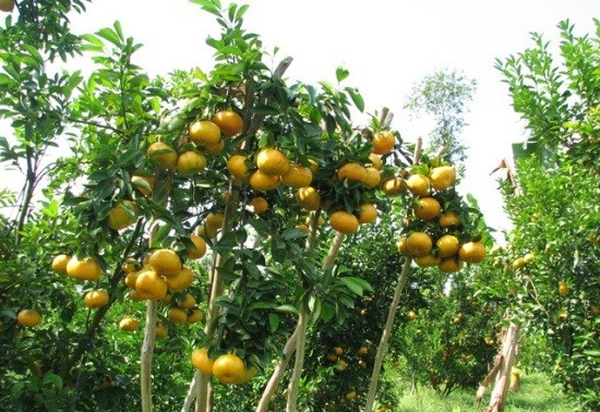 Crop restructuring reduces poverty in Bac Kan