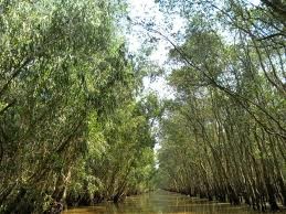 Tra Su melaleuca forest in high-water season, a must see in An Giang 