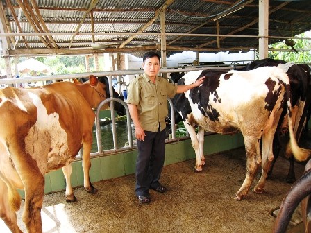 Raising dairy cows helps Cu Chi farmers prosper 