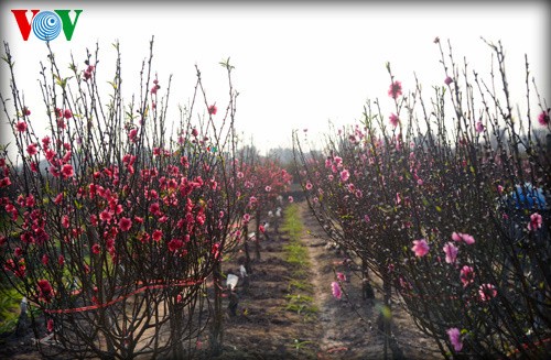 Peach trees in full bloom for Tet