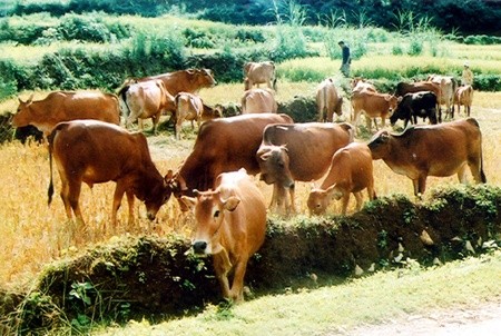 Extra funding for WB’s livestock and food safety project in Vietnam 