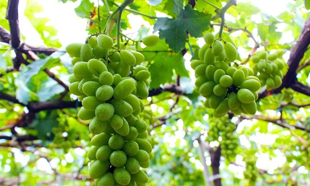Ba Moi’s vineyard in Ninh Thuan
