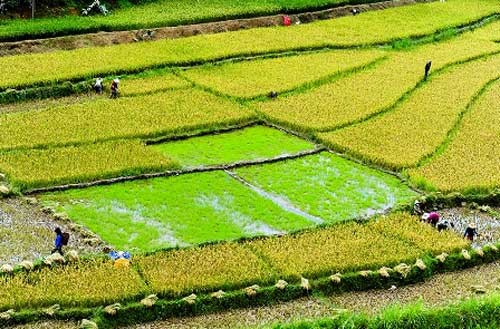 Rice terraces in Quang Nam in harvest