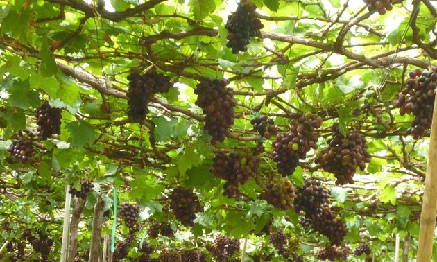 Ninh Thuan in grape-harvesting season