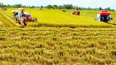Global sustainable rice production criteria applied in Vietnam