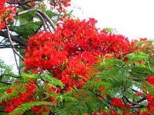 Hai Phong city to bloom during flamboyant festival
