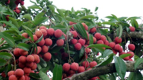 Vietnam exports 1 tons of lychees to the US 