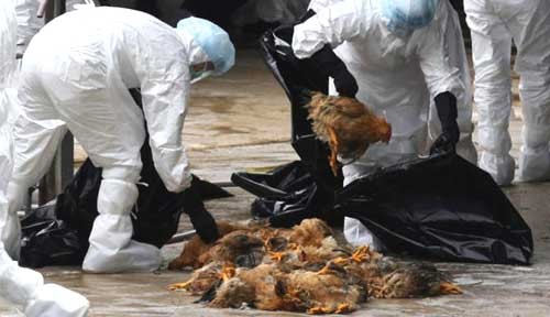 Vietnam takes action against bird flu
