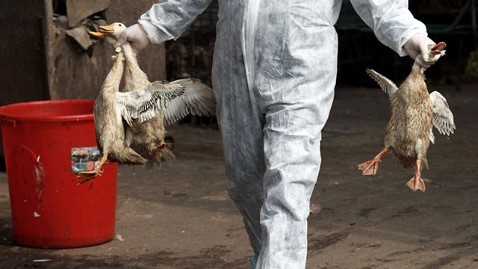 Bird flu spreads around the world