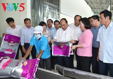 Soc Trang province to develop high-yield rice breeds and fruits