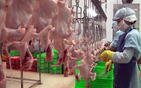 Vietnam exports processed chicken to Japan