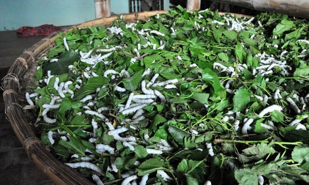 Mulberry farming and sericulture developed in Thanh Hoa province