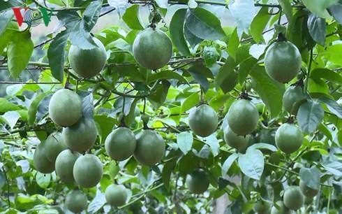 Moc Chau people grow passion fruit for export