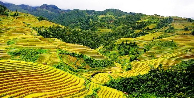Hoang Su Phi terraced fields, masterpieces of minority groups
