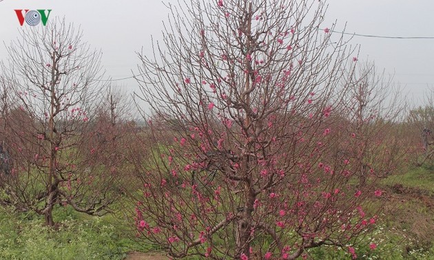 Flower villages busy for Tet 
