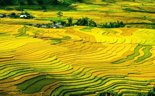 Mu Cang Chai rice terrace fields among the world’s most colorful destinations