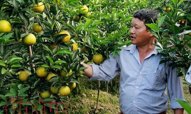 Hung Yen oranges win customers’ trust