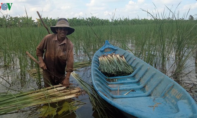 Farmers in U Minh Ha area grow cattails to better their lives