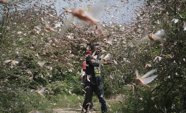 Somalia declares national emergency over locust swarms