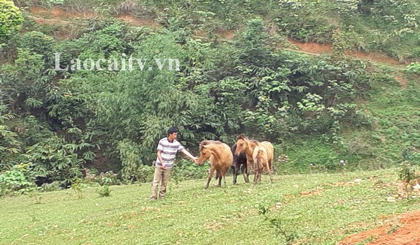 Dao ethnic people in Lao Cai escape poverty thanks to agricultural projects