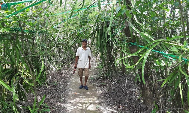 Growing dragon fruit on avicennia trees in Ca Mau proves profitable