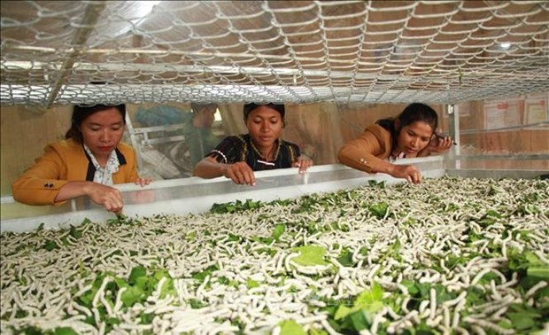 Silkworm industry to promote sustainable development for exports