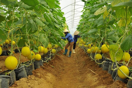 Vietnam forges closer agricultural cooperation with Japan, China