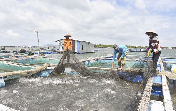 Ba Ria-Vung Tau develops high-tech aquaculture models