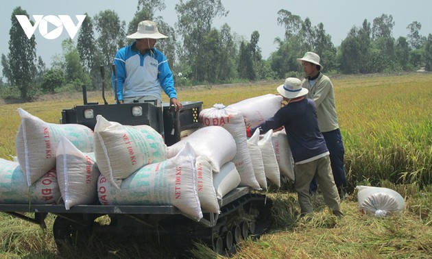 Vietnam’s rice price for exports continues to rise