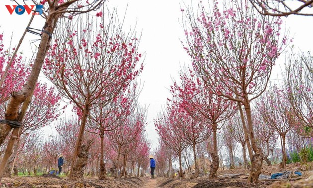 Flower villages in full swing ahead of Lunar New Year 