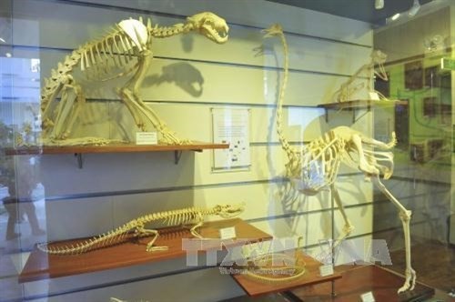 Vietnam National Museum of Nature - ideal destination for nature lovers and researchers