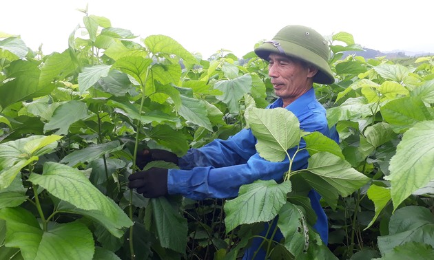 Tran Yen, first new-style rural district in Vietnam’s northwestern mountains