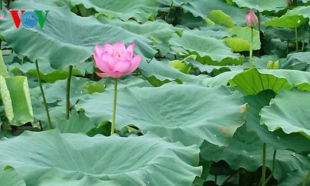 Lotus blossoms in Hanoi lakes