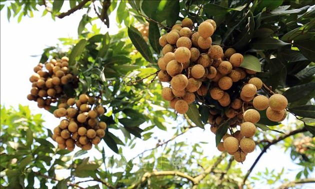 Farmers benefit from longan export