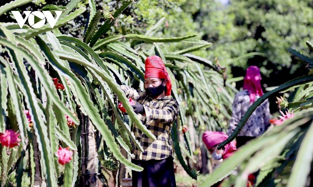 Son La exports 10 tonnes of red-flesh dragon fruit to Russia