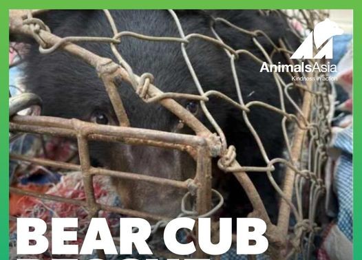 Moon bear cub rescued in Dien Bien province