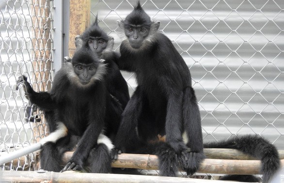 First Delacour's langur baby born in Trang An complex